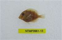 藏品(綠刺尾鯛)的圖片